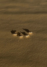 Posie Earrings - Gold